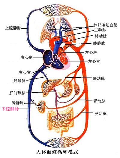 长时间坐着或躺着保持不动的姿态,下肢静脉血液回流减慢,易产生血液瘀