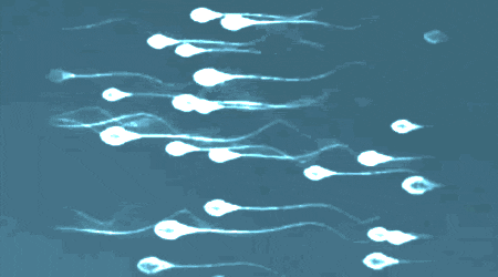 1.gif