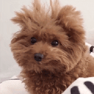 1.gif